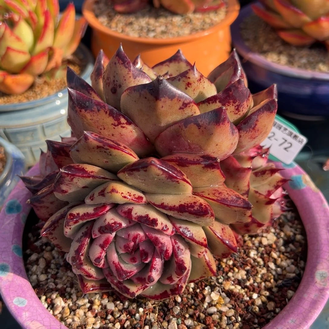 从前慢多肉精选编号0212.72