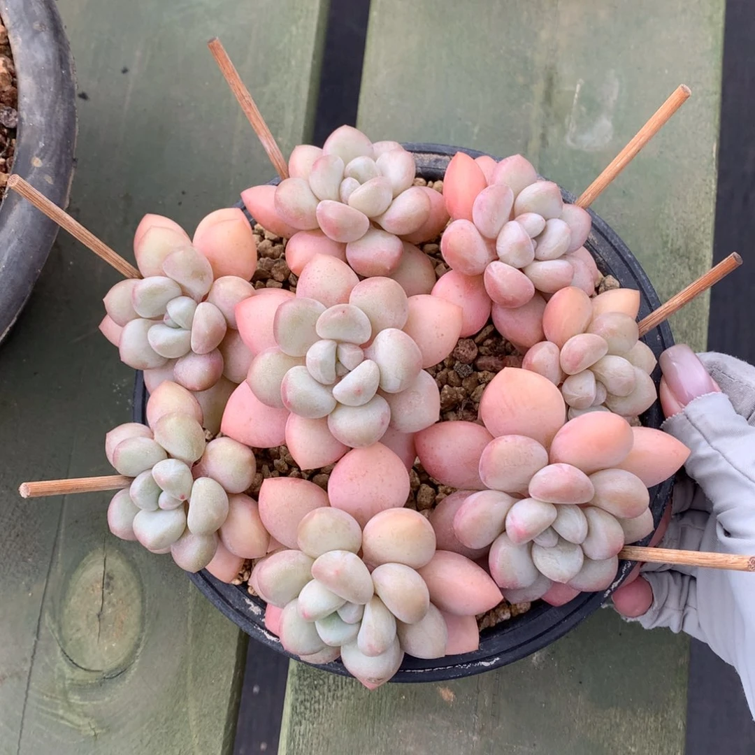 泡泡糖 多头 一颗