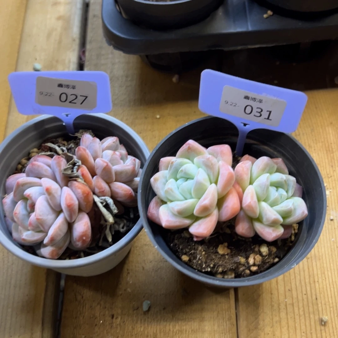 有**人定向9.22-027 031 两颗