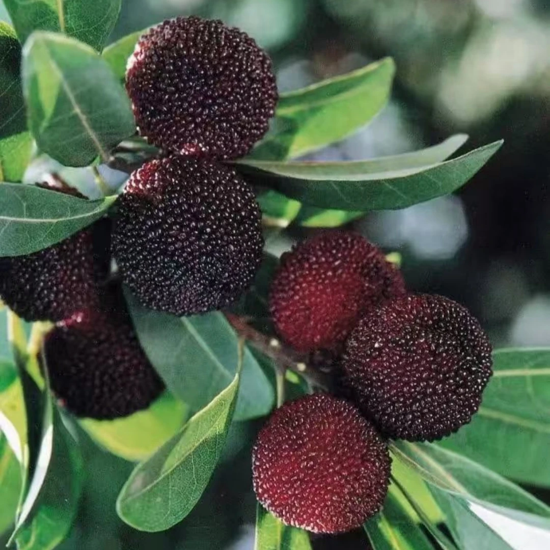 杨梅树树苗嫁接东魁大果杨梅早熟黑炭荸荠杨梅特大结果杨梅苗带土