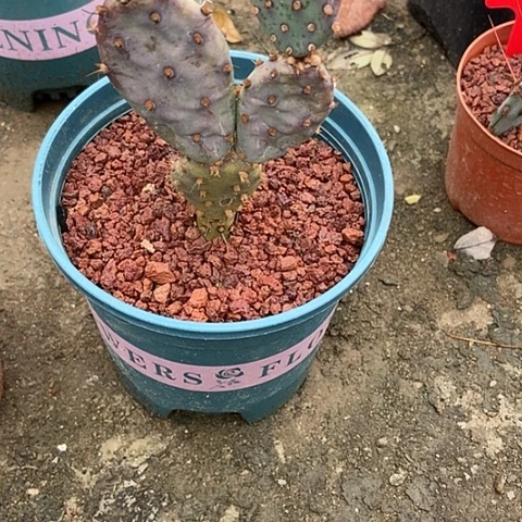 仙人掌小丽塔整群