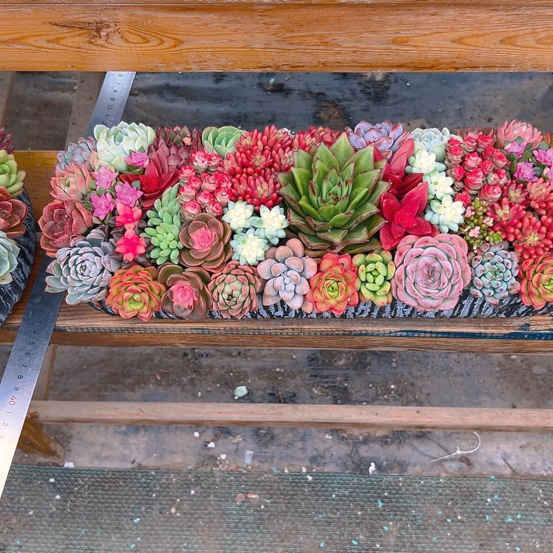 经典大长条多肉组合