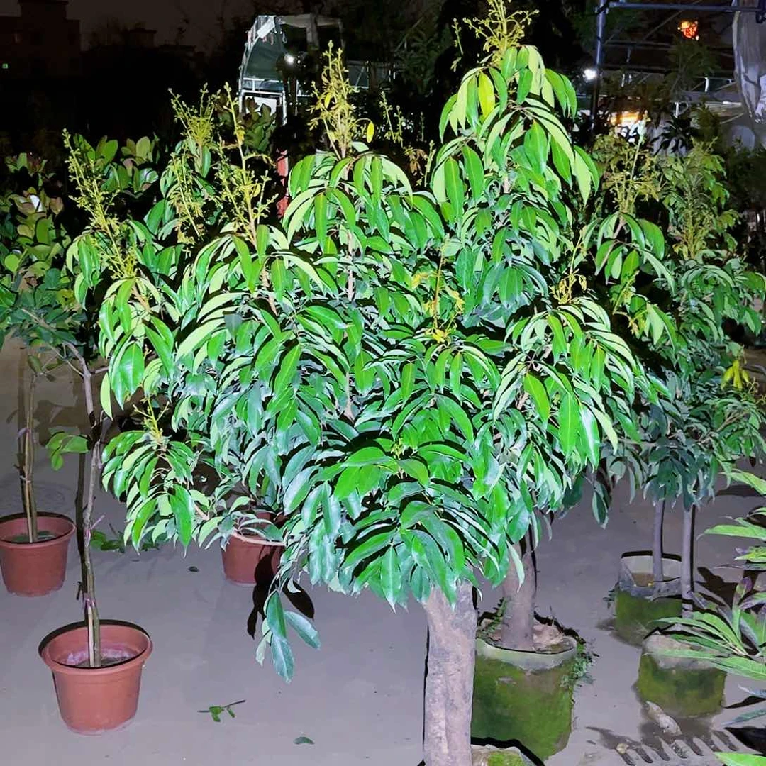 东***8果苗。果苗。果苗6666