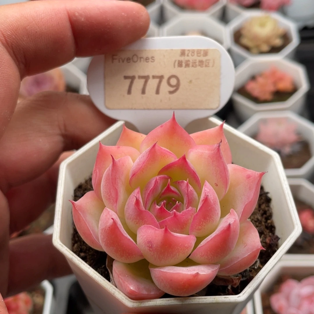 侧影7779-5.0厘米