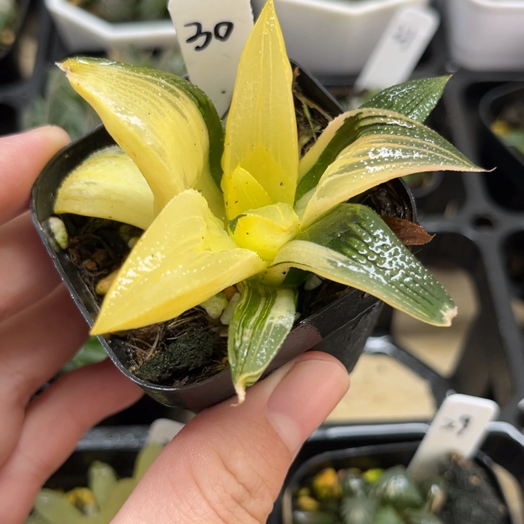 30号单头茜云寿锦