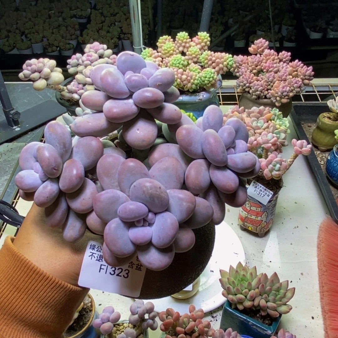 323芭比奶多肉14cm