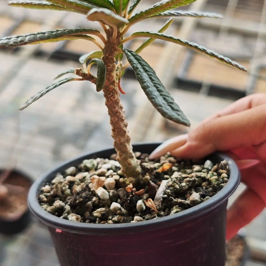 泡泡叶巨多肉植物一个