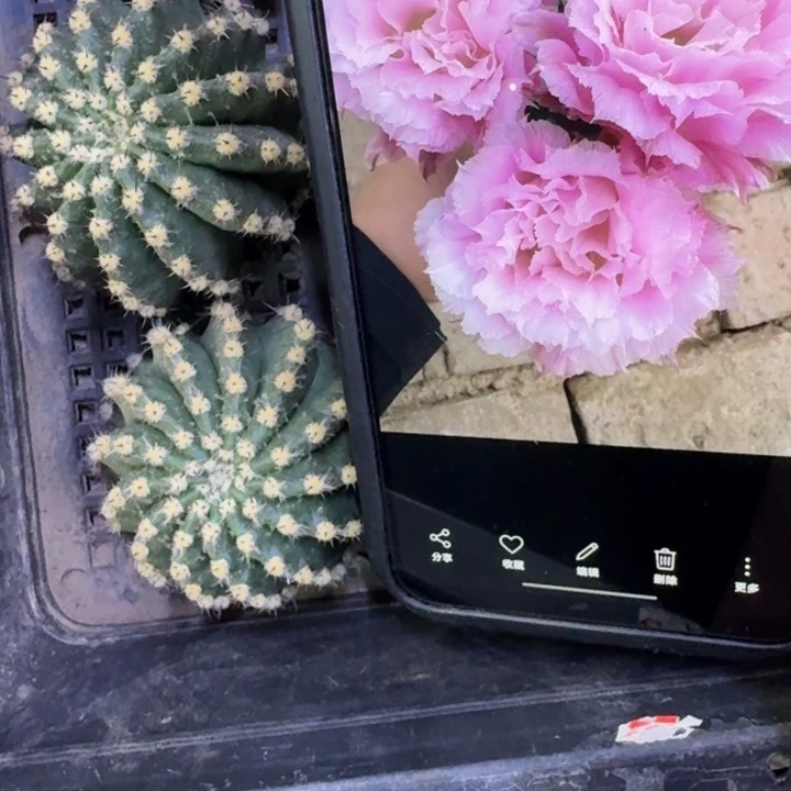 6彩草新粉洛歪4公分左右无根侧牙，20包邮