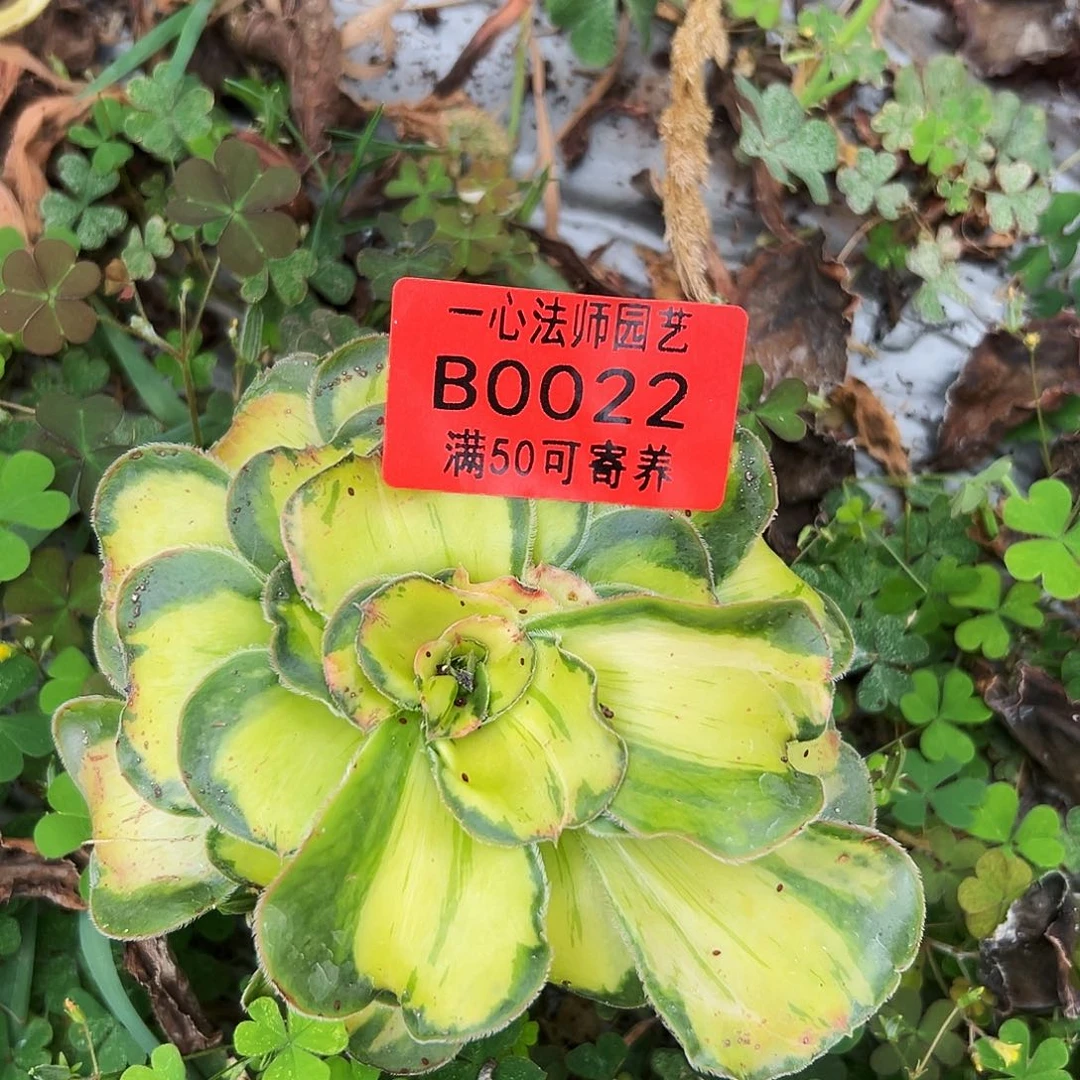 0022多肉植物暴君