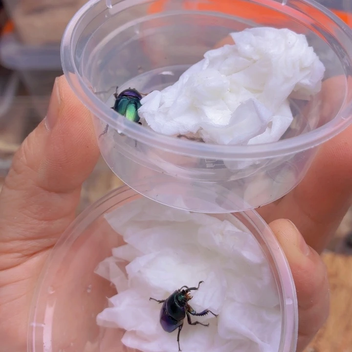 雨***滴印尼。三个。包邮包活