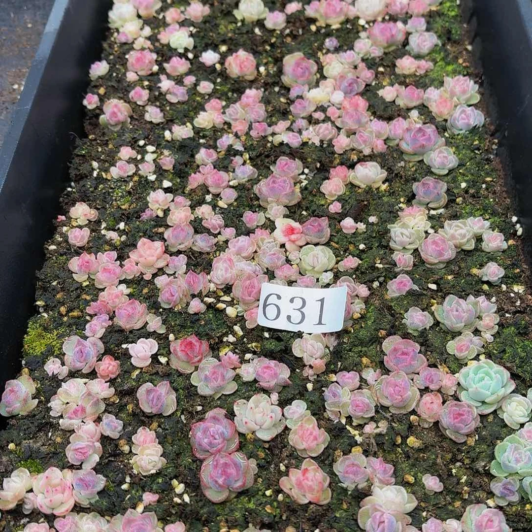 觅*踪多肉植物多肉植物631