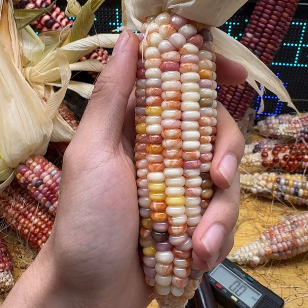 *****柏香籽/百香籽吊坠