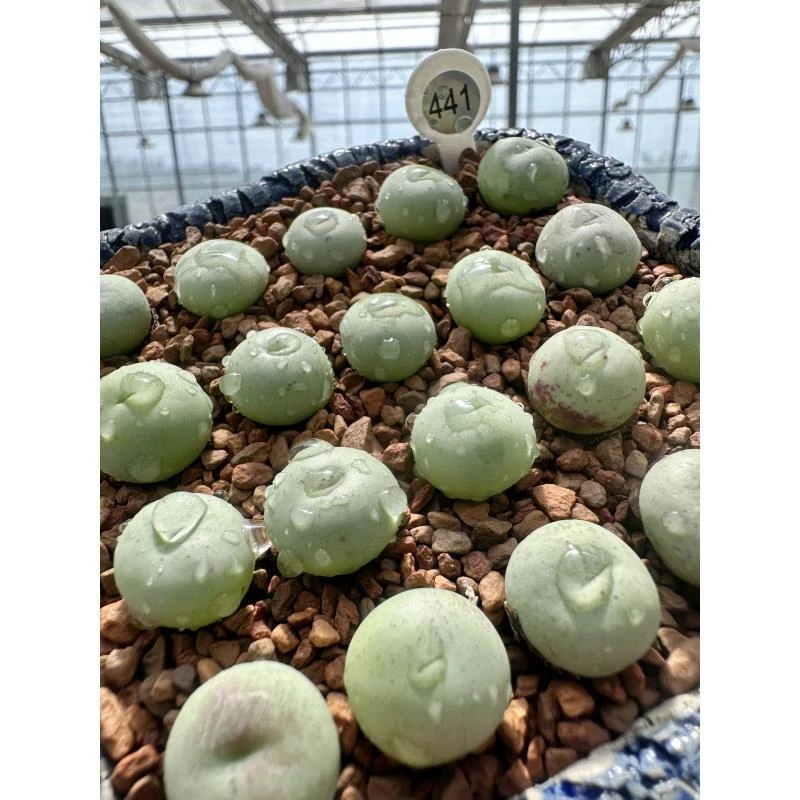 441多肉植物肉锥大g一颗