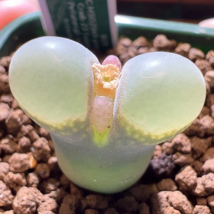 533。优选四年母本b23.   超大鼓窗