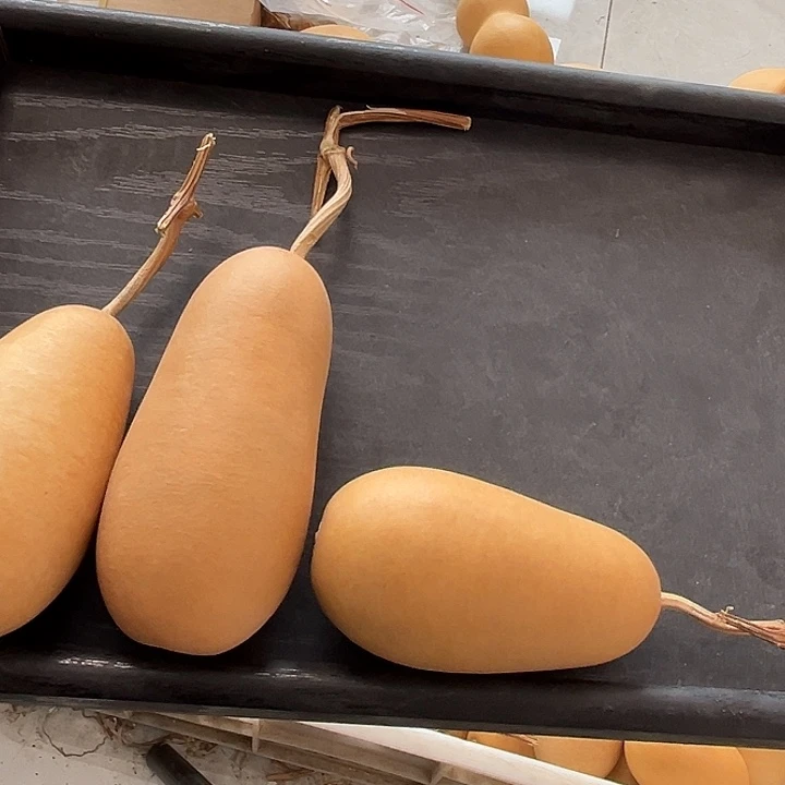 冬瓜漂亮3个厚皮漂亮