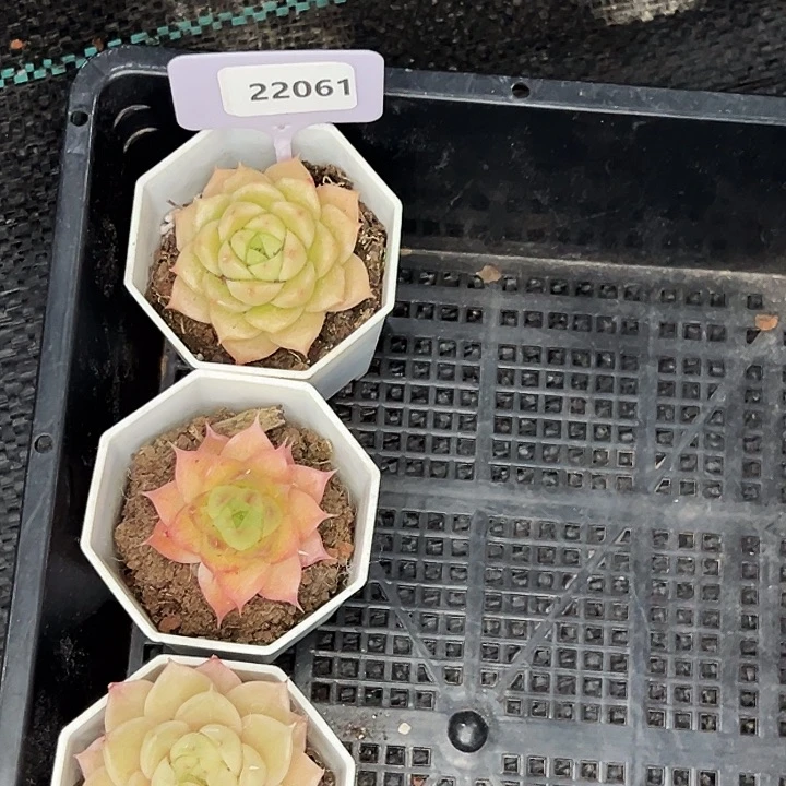 S***y22061号。     福利多多