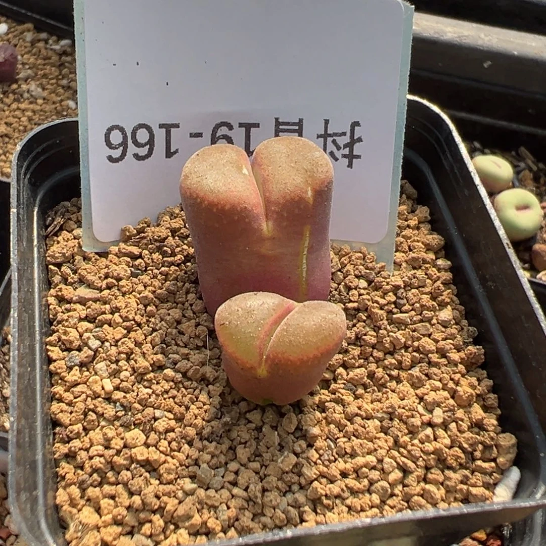 19-166肉锥多肉植物