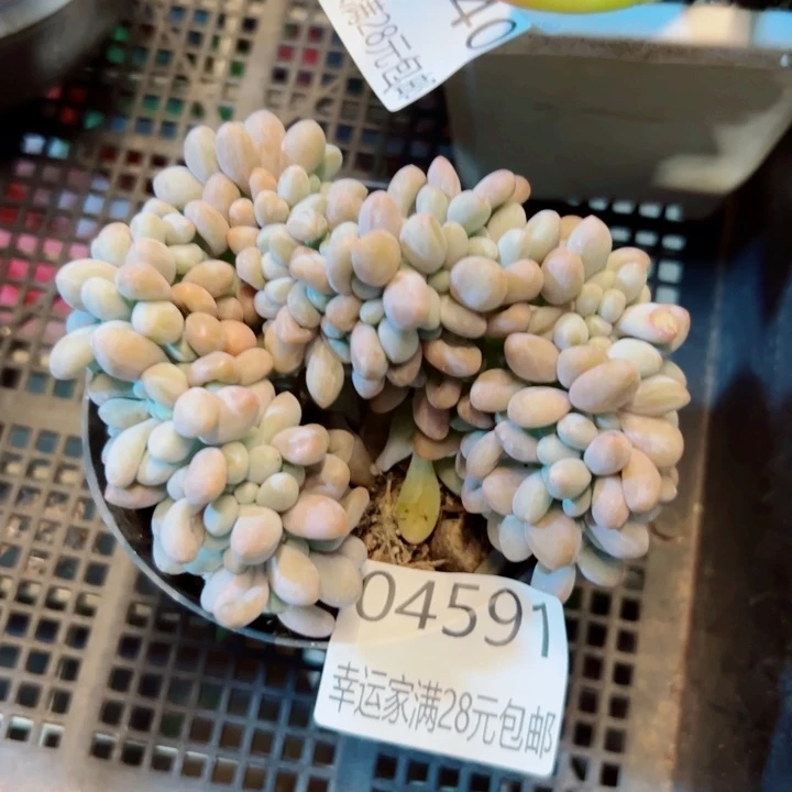幸运的是我还没遇到你的