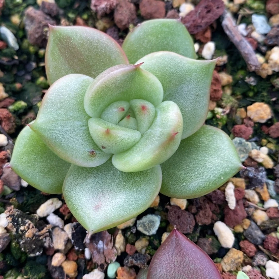 代***～无花朵东云系多肉植物