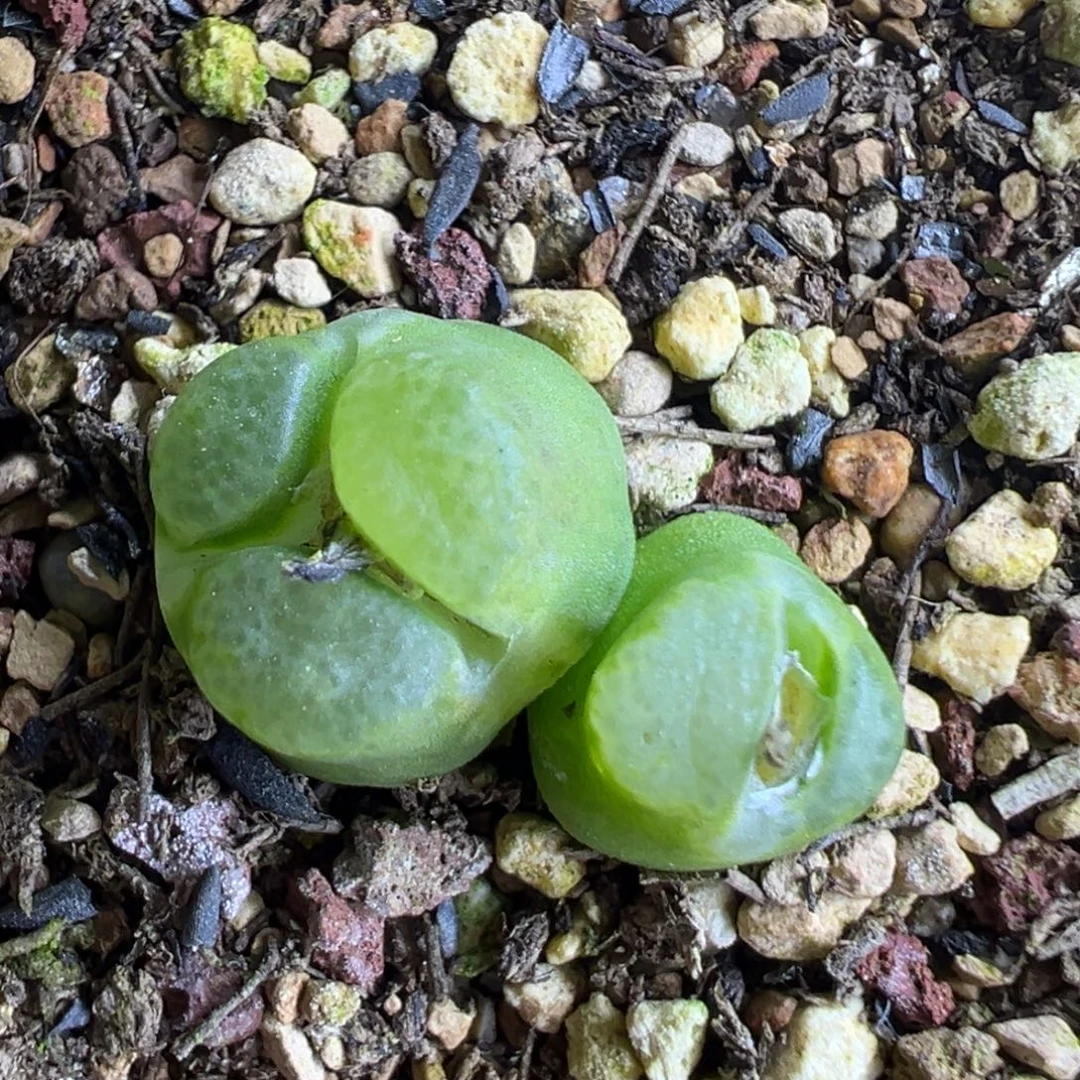 奔驰雪茄 肉锥植物