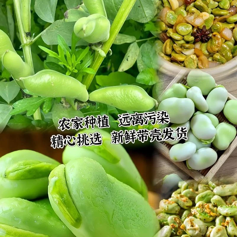 甘肃高原蚕豆角现摘现发新鲜农家自种胡豆兰花豆泡沫箱加冰袋