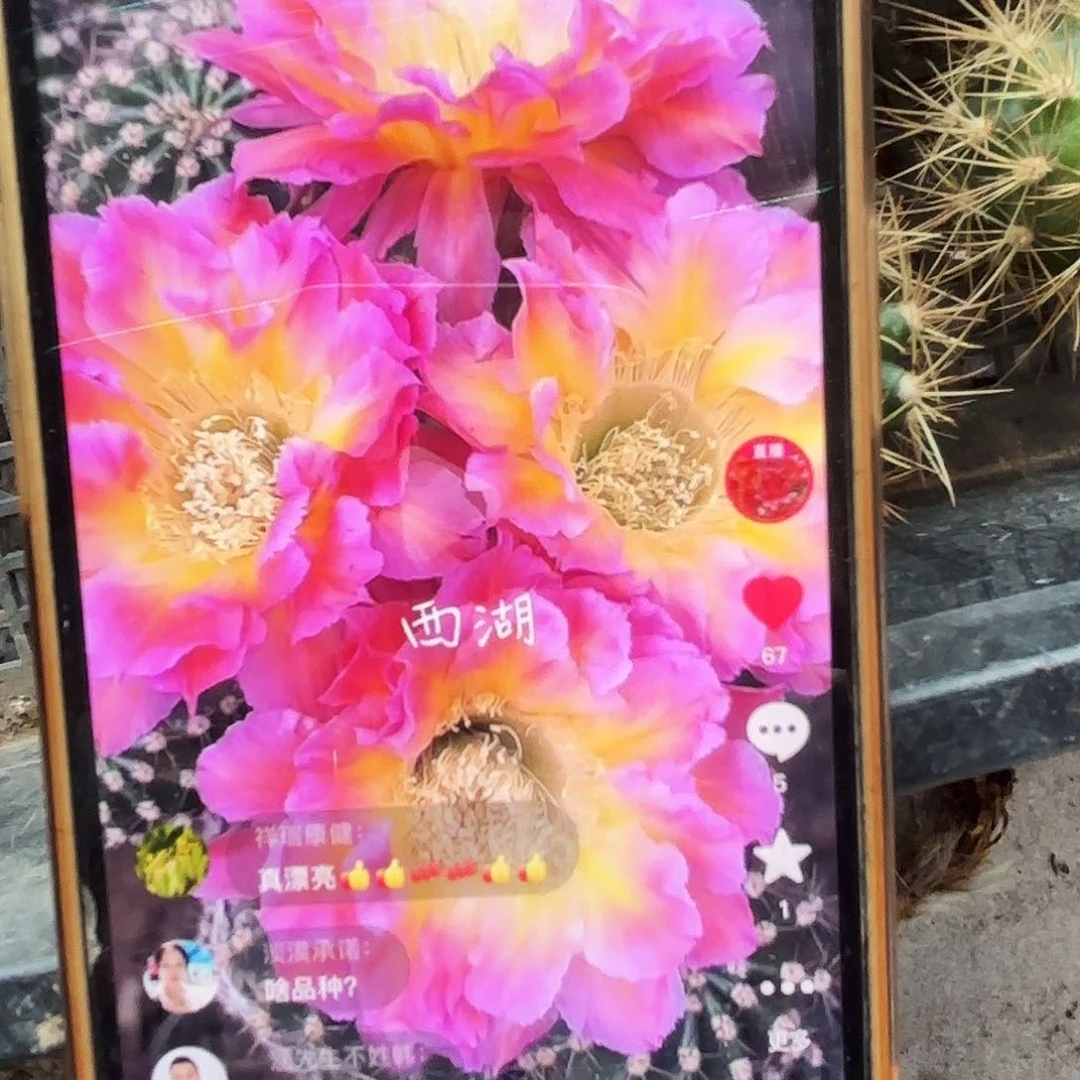 Us47彩侧牙20包邮仙人球36