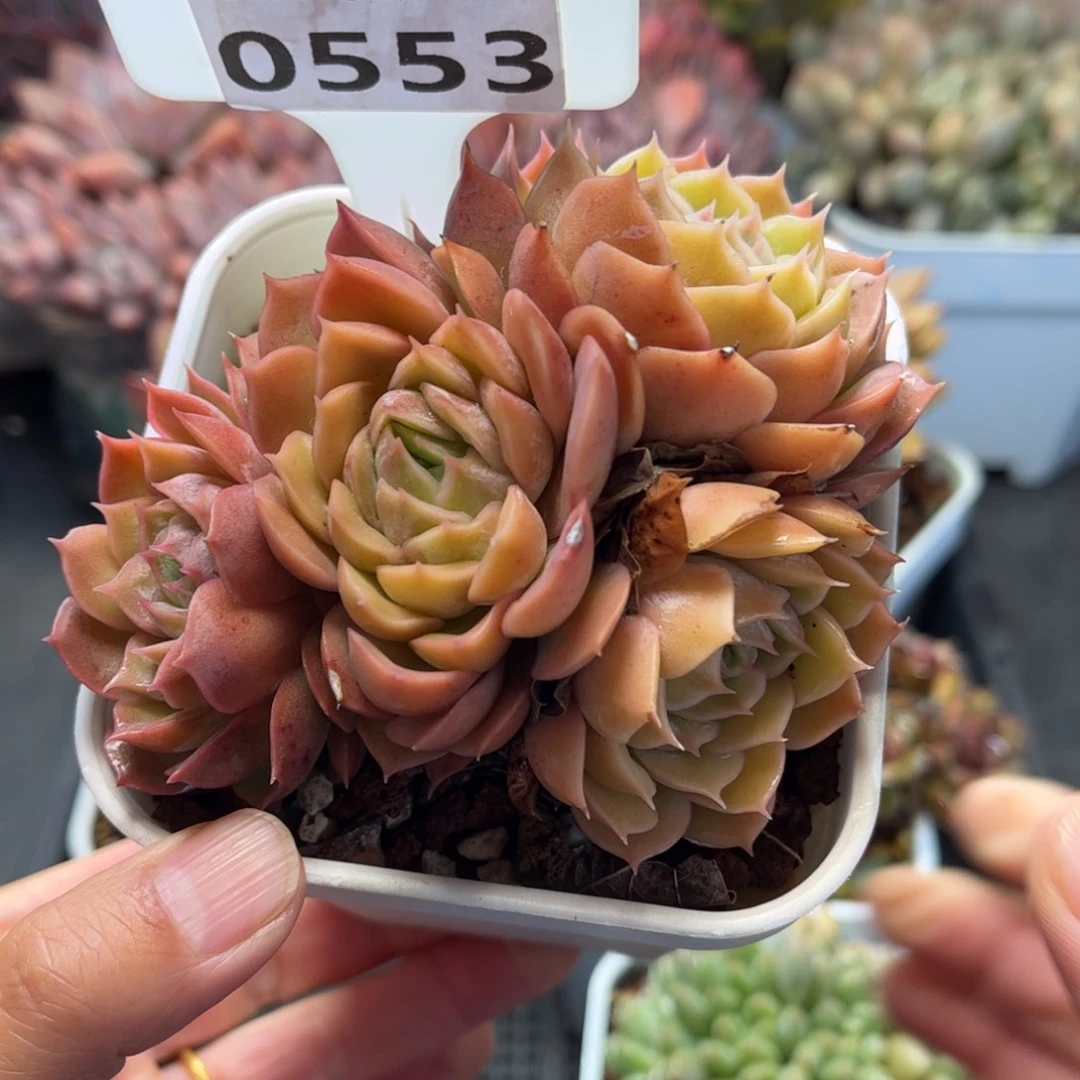 多肉植物0553满30包邮