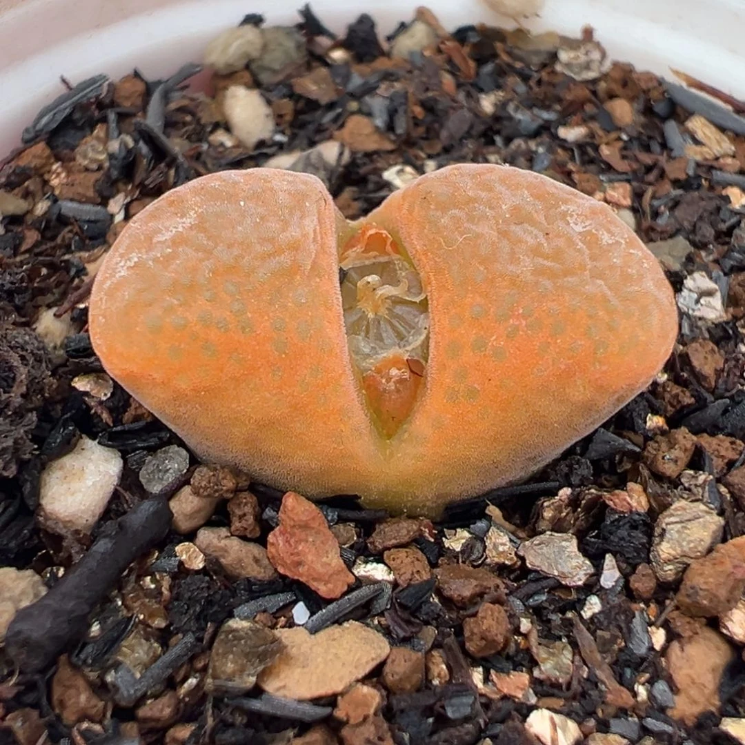 185多肉植物种类多样