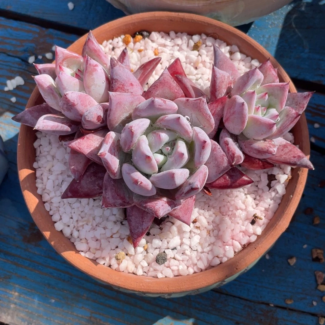 祖母绿卡杂多肉植物盆栽多肉植物