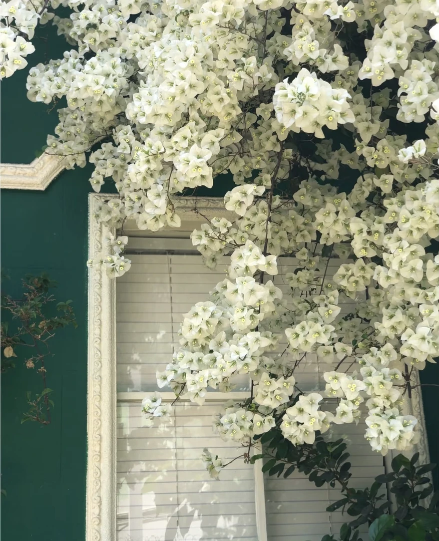 白雪公主三角梅勤花品种好养易活原盆土发