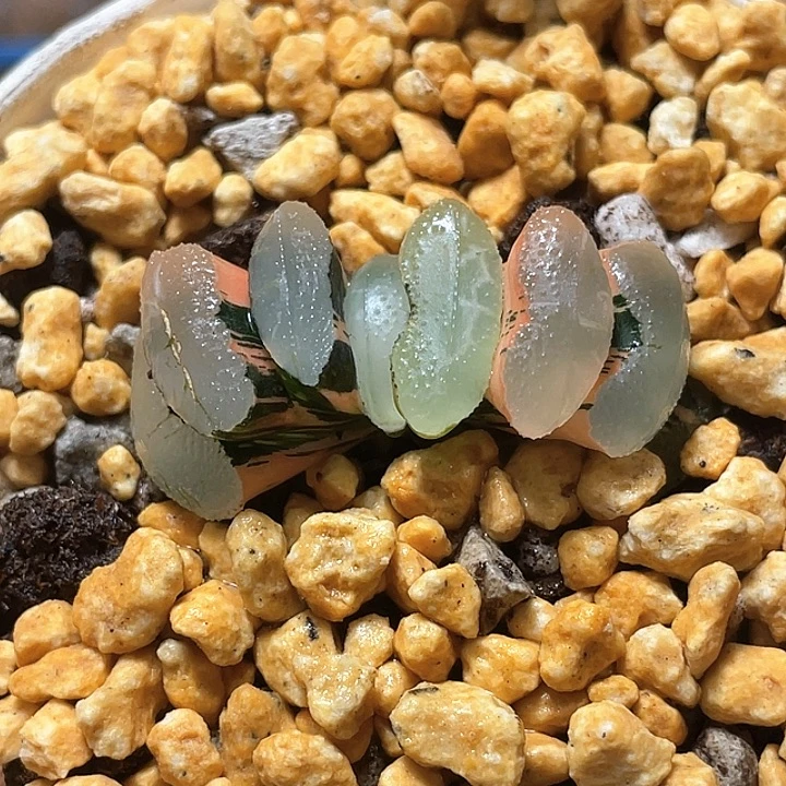 695终极蓝玉扇锦特选福利