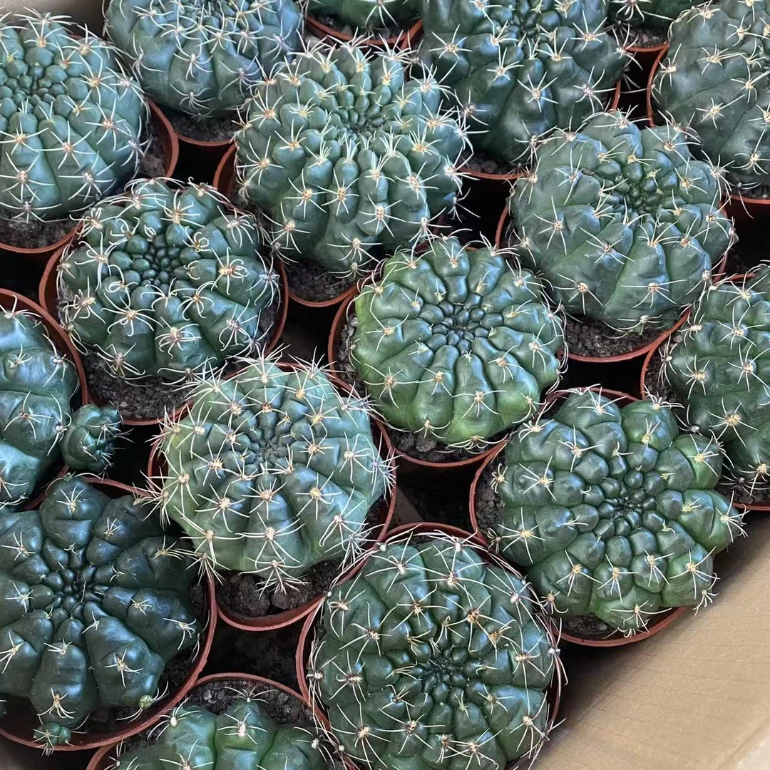 实生绯花玉仙人球植物漳州基地直发货 新手好养 室内外