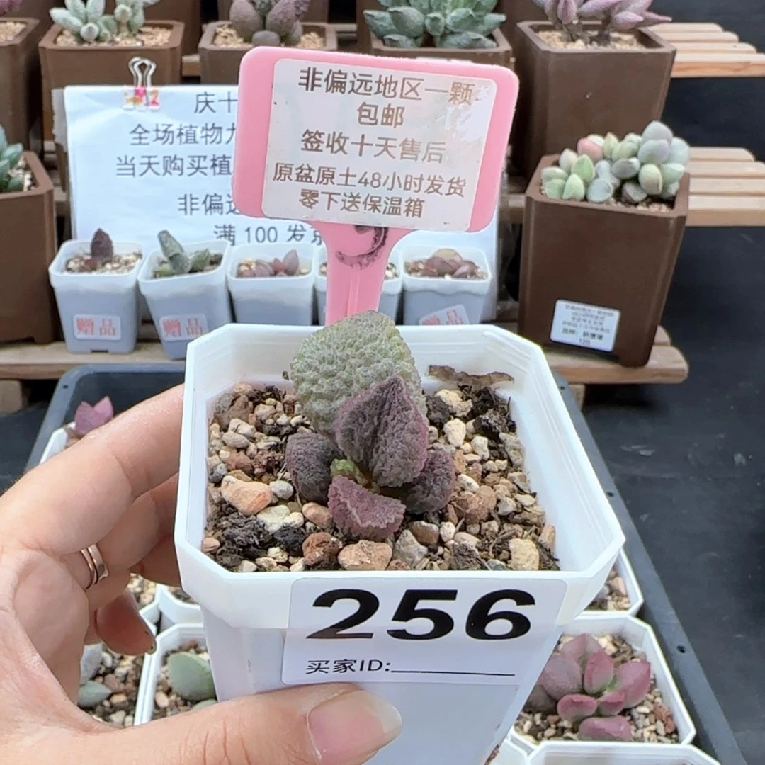256实生多肉植物