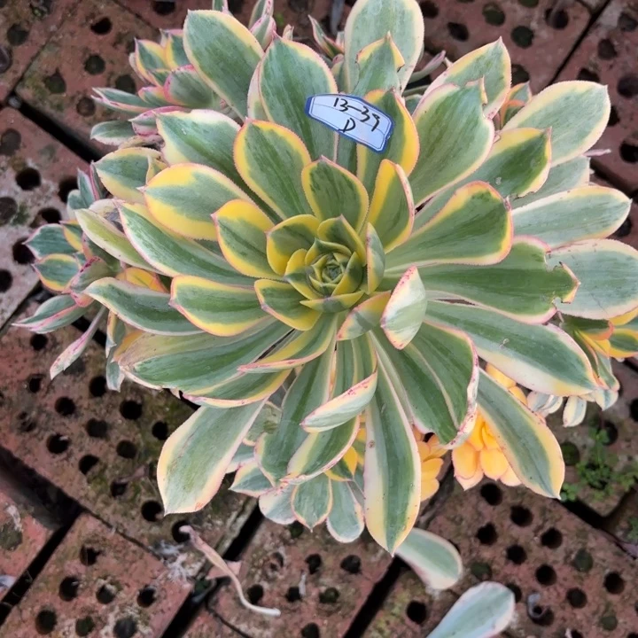 两**印灿烂多肉断枝不包39