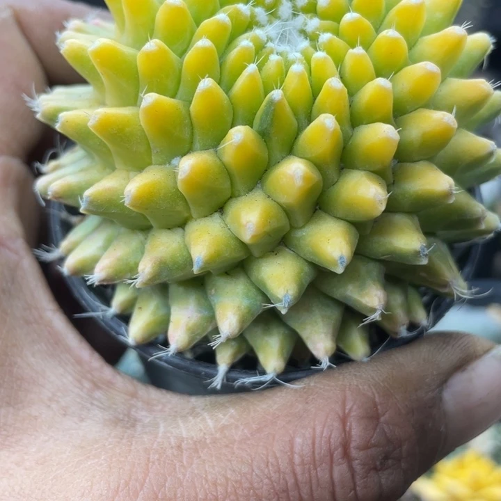 银春锦一颗包邮带盆发货