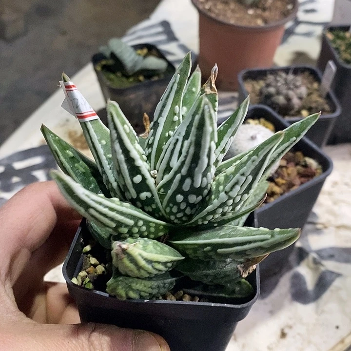 完美主义者勿拍天使之泪122424