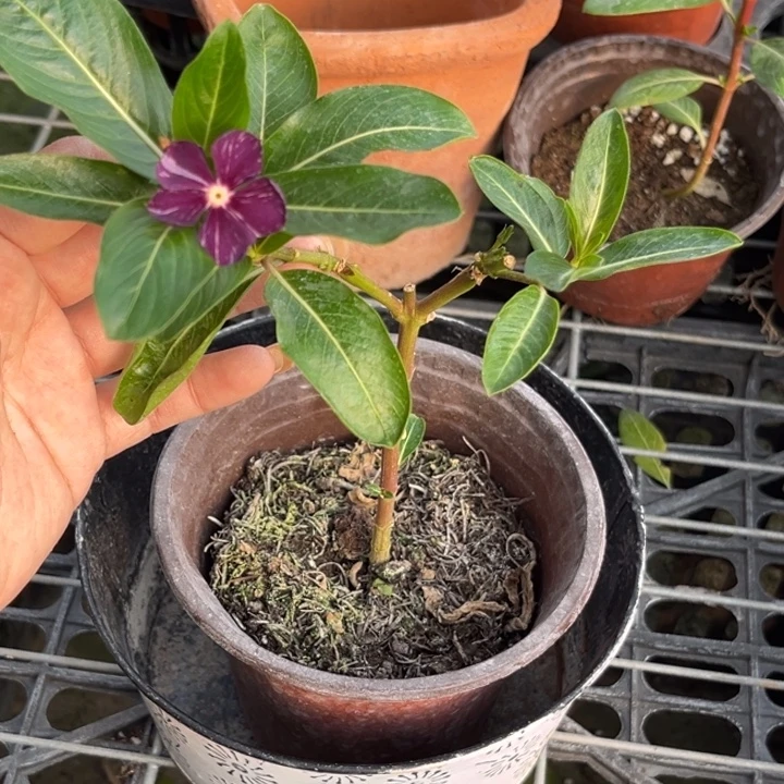 无花朵10号嫁接长春花一物一拍无售后