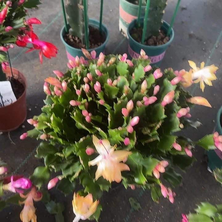 幸****当前无花栽培后可以开花