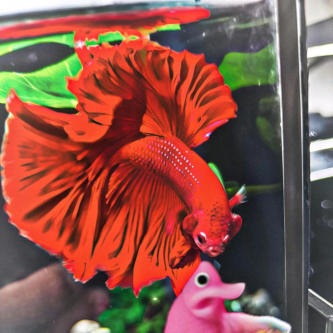 Y8（169-192）泰国精选斗鱼半月斗鱼小型热带观赏鱼(直播间挑鱼)