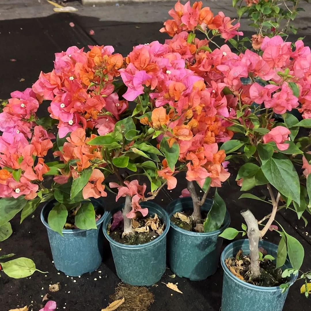 完全开放波妹掌中宝一颗