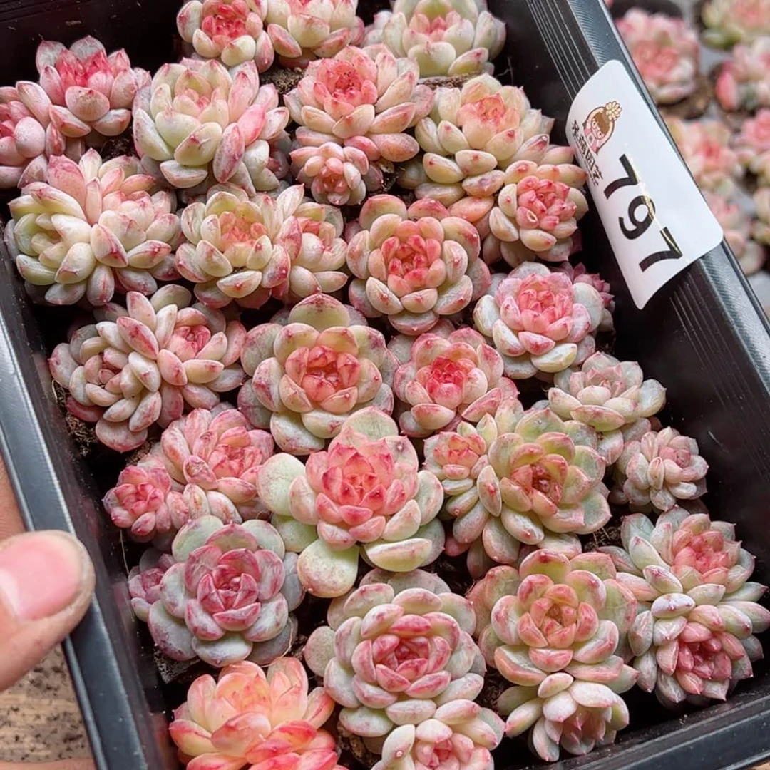 千*水多肉植物多肉植物