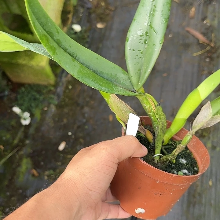 完全开放蔚蓝天空