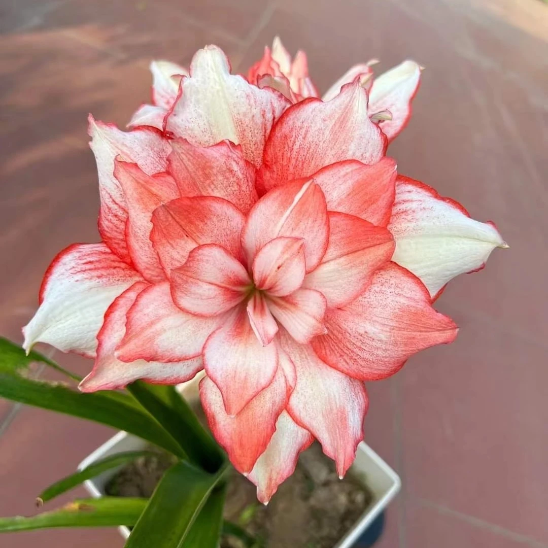 【娜美】包对版自然球多年生基地直发送肥料