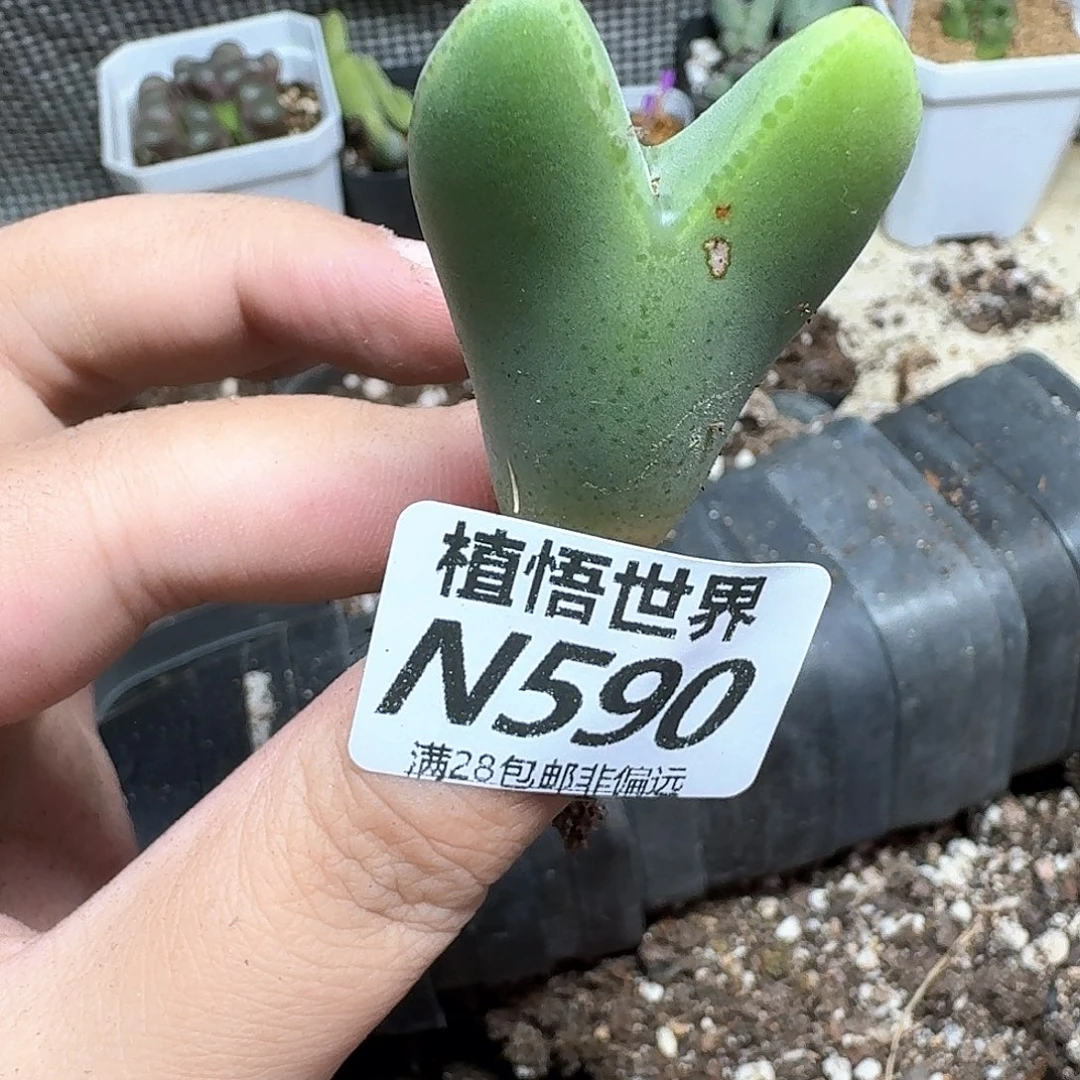 多肉植物的润泽吃