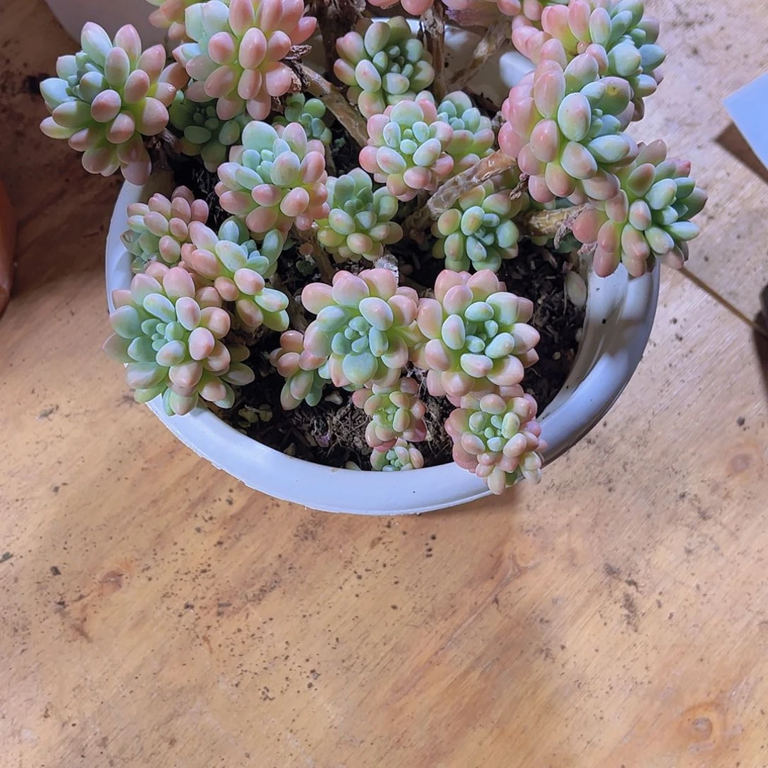 楊*** 0000000000000000253