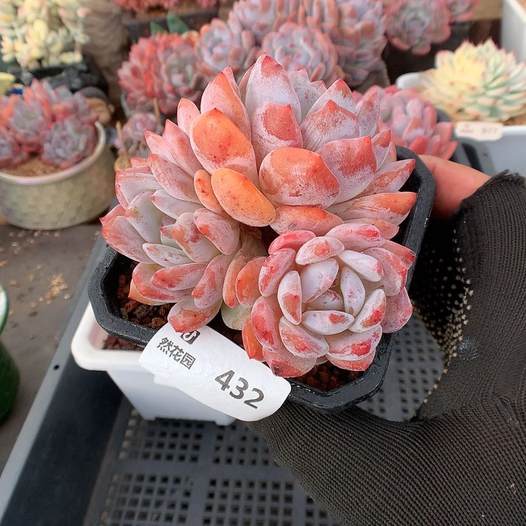 432雪天使多肉植物66666