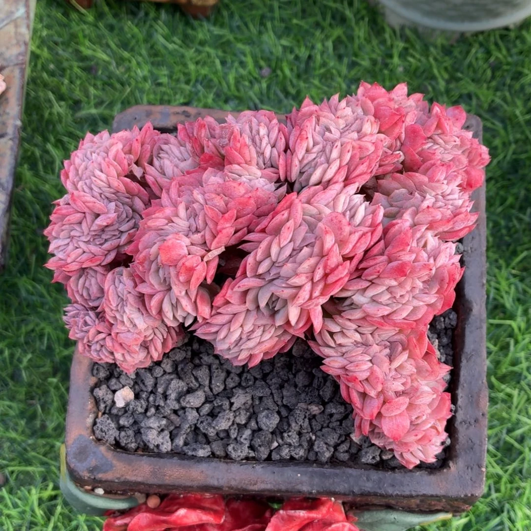 多肉植物 贝瑞缀-4