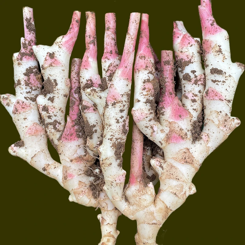 2025新鲜嫩仔姜广西红芽嫩姜当季蔬菜姜子姜醋泡姜凉拌泡菜五指姜