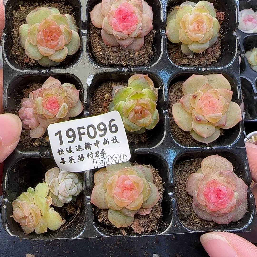 浅***笑096 【满29包邮非偏远】