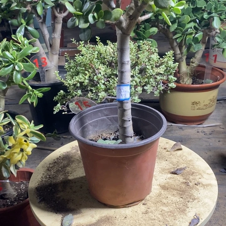 姬红花月一物一拍